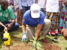 GSA, UNDP and partners begin planting over 1,000 grafted shea seedlings in the N/R