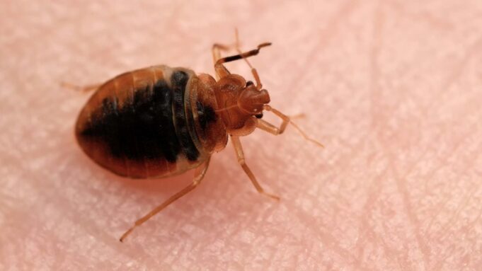 France bedbug panic: Officials respond as Paris school infested