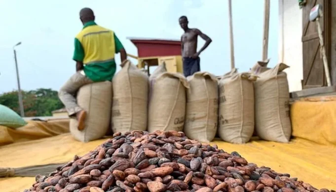 Cocoa producer price increased to GHS 3,000 per bag for 2024/2025 Season