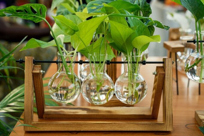 C3SS Holds Successful 5th Annual Plants and Flower Fair