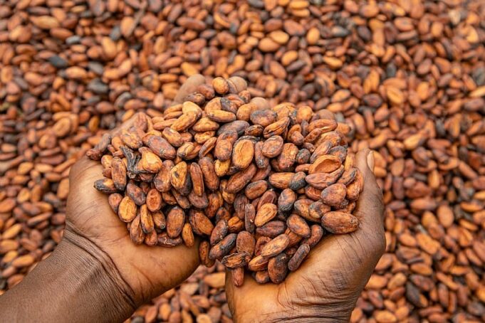 Ghana’s Cocoa Sector Sees First Growth Since 2023, Expands by 3.4% in Q1 2025