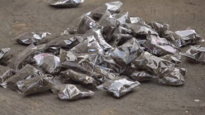 NACOC Destroys Illicit Drugs in Savannah Region Following Joint Security Operations