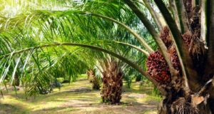 Ghana Advances $500M Financing Plan to Boost Oil Palm Sector
